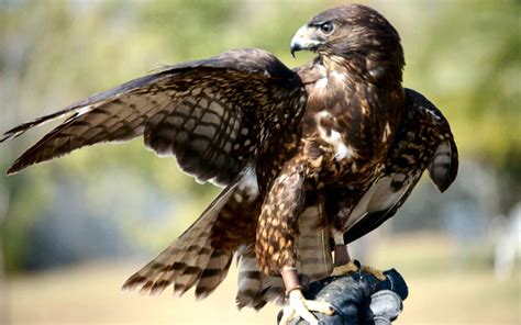 9 Species of Hawks in Florida (With Pictures & Info) - Optics Mag