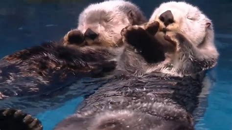 Video of sea otters holding each other's hands while sleeping wows ...