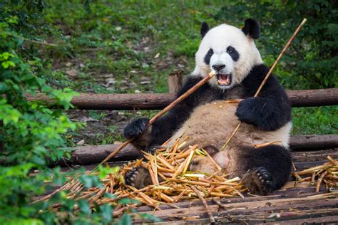 China Bakal Ada Taman Negara Beruang Panda! | Rileklah.com