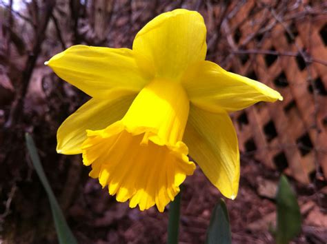 First Daffodil of Spring – NJN Network