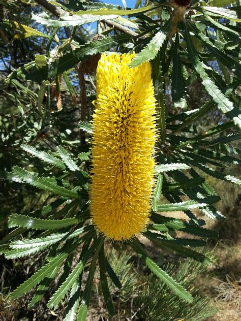 Banksia attenuata | Cottonwood Reserve | Clare Snow | Flickr