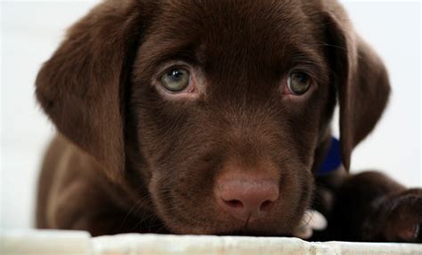 Puppy World: Lab Puppy Photos