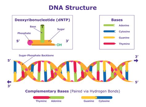 Sanger Sequencing Steps & Method