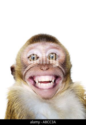 Macaque monkey showing his teeth Stock Photo - Alamy