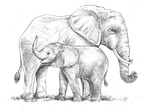 Elephant Line Drawing - Elephant Line Drawing at GetDrawings | Free download, Drawing elephant ...