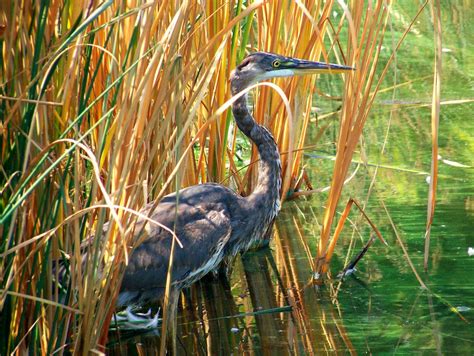 Great blue heron in an urban habitat | Smithsonian Photo Contest | Smithsonian Magazine