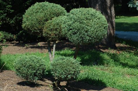 Chinese Juniper: Plant Care & Growing Guide