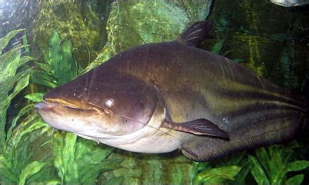 Mekong Giant Catfish Habitat