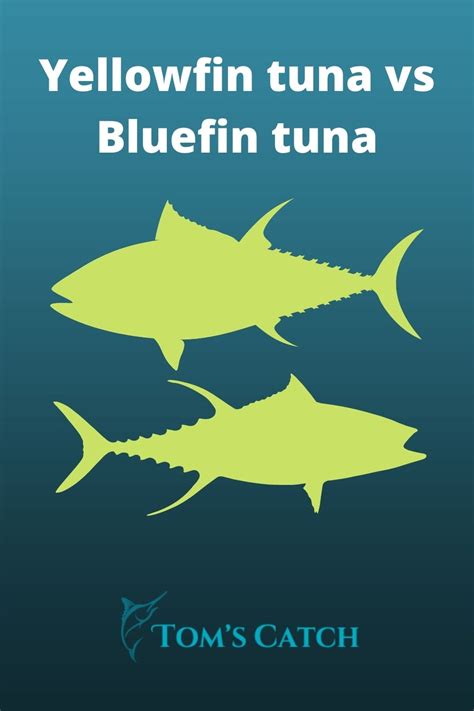 Yellowfin tuna vs Bluefin tuna: Quick Guide | Tom's Catch Blog