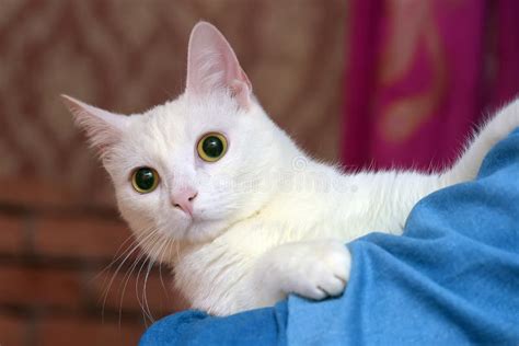 Albino cats stock photo. Image of tiny, baby, babies - 14704410