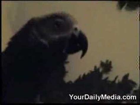 Swearing Parrot - YouTube