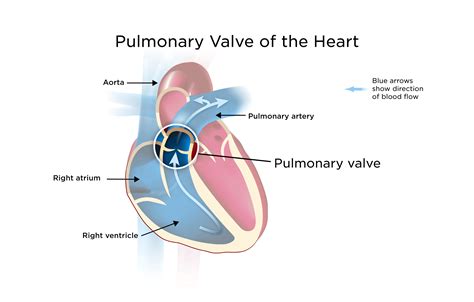 Pulmonary Valve Location