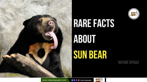 7 Rare Facts About Sun Bear - Size, Location, & Facts