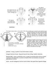 Vocal Fold Histology - Vocal fold histology(microstructure Vocal fold microstructure The ...