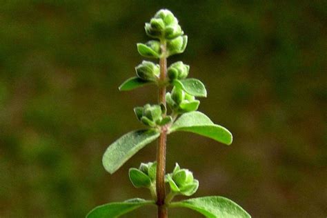 What Is Marjoram Used For? And 2 Great Marjoram Recipes - The Herb Exchange