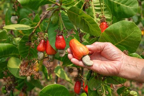 The Process of Harvesting Cashews - Beyond