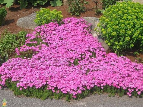 10 Best Ground Cover Plants For Your Garden