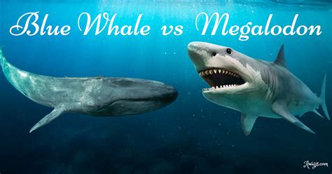 Blue Whale Compared To Megalodon