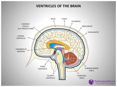 Image result for brain ventricle anatomy | Brain diagram, Human anatomy systems, Brain images