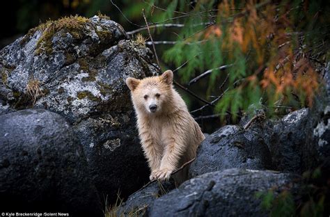 Rare albino bear spotted teaching her cub how to catch a fish | Daily ...