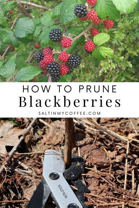 How to Prune Blackberries | Pruning blackberries, Blackberry plants ...