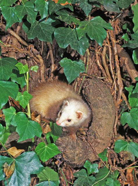 Portrait of a ferret as a gentle giant - Shooting UK