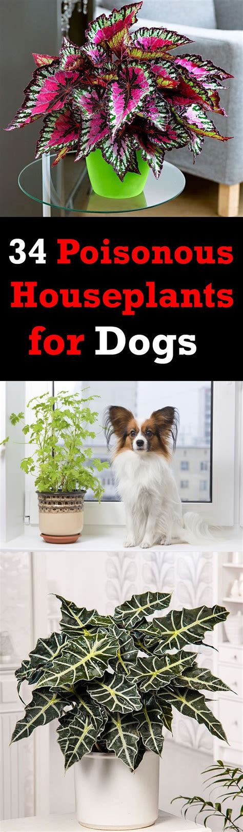 34 Poisonous Houseplants for Dogs and Cats | Plants toxic to dogs, Plants, Toxic plants for cats