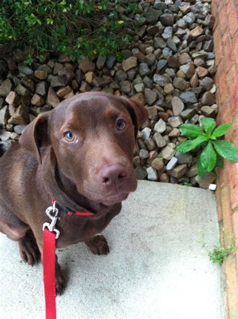 Chocolate Lab Pitbull Mix - What is it like to have a Pit Bull-Labrador mix as a pet ...