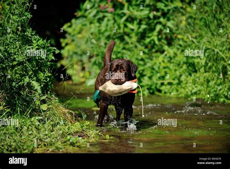 retrieving Labrador Retriever Stock Photo - Alamy