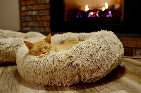 12 Best Heated Cat Bed Selections for Your Feline Friend - The Pet Staff