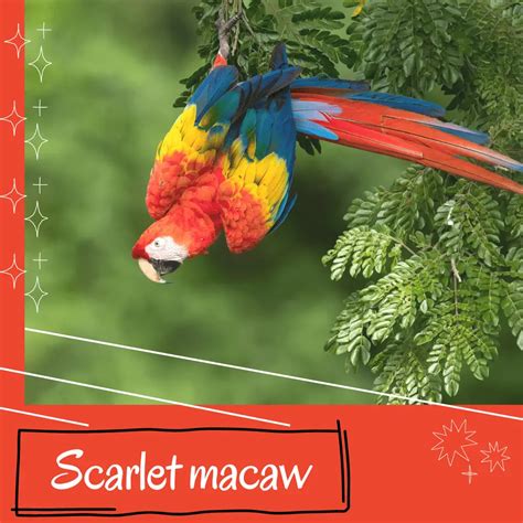 Scarlet macaw - Reproduction Diet Habitat and Lifespan