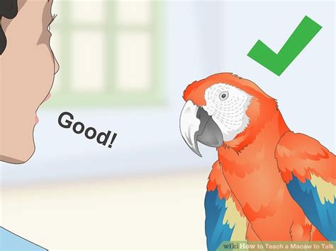 How to Teach a Macaw to Talk: 11 Steps (with Pictures) - wikiHow Pet