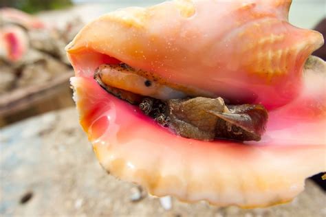 Conch alert after cases of suspected poisoning in Bahamas | barfblog