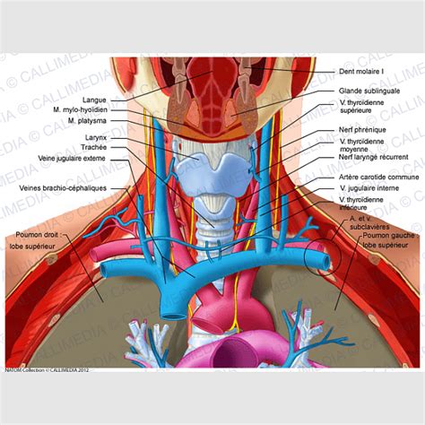 Internal Jugular Vein Vs Carotid Artery