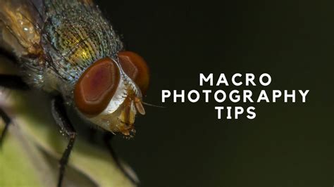 Macro photography Archives | Clipping Panda