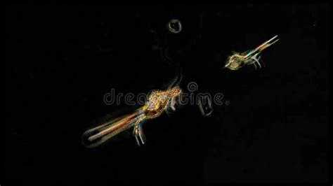 Copepod Zooplankton An Krill In Freshwater And Marine Under Microscope ...