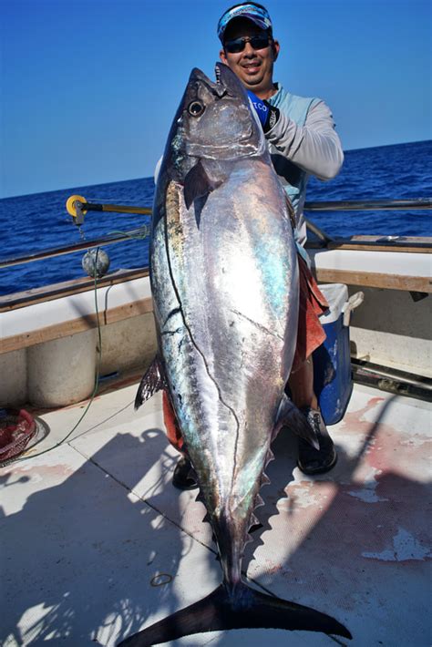 How to Catch Dogtooth Tuna - Tips for Fishing for Dogtooth Tuna