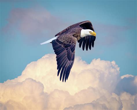 Eagle Flying Above Clouds Photograph by Joe Myeress - Fine Art America