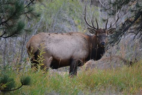 Free stock photo of elk, Estes Park, wildlife