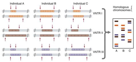 DNA Fingerprinting: Steps and Applications • Microbe Online