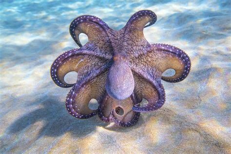 Deimatic Behavior - An Octopus's Great Defense - OctoNation - The Largest Octopus Fan Club!