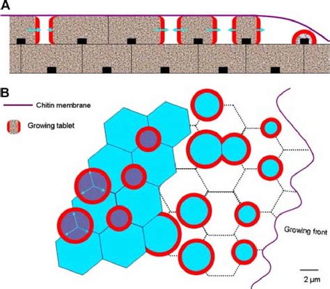 Figure 4 from Dynamics of sheet nacre formation in bivalves. | Semantic Scholar