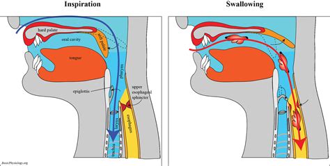 C.2. Upper Respiratory Airways – BasicPhysiology.org