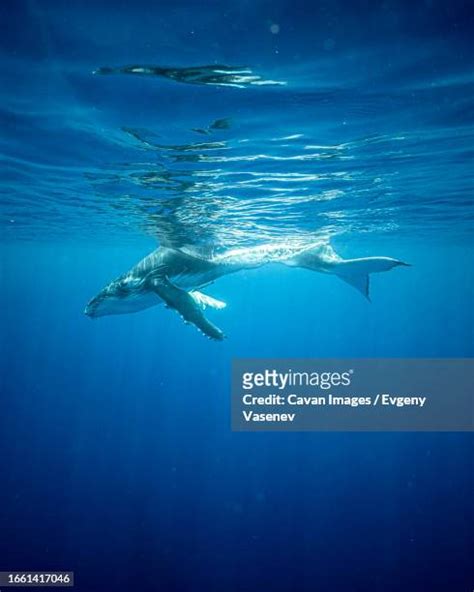 71 Baby Blue Whale Stock Photos, High-Res Pictures, and Images - Getty Images