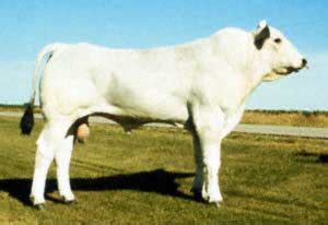 Chianina | The Cattle Site