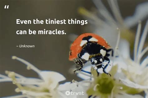 25 Ladybug Quotes Admiring the Tiny Miraculous Beetles (2024)