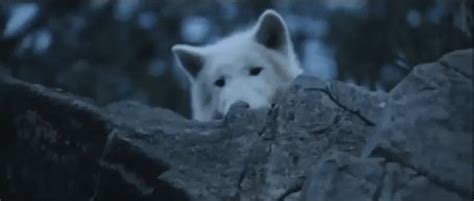 white wolf gif | Tumblr