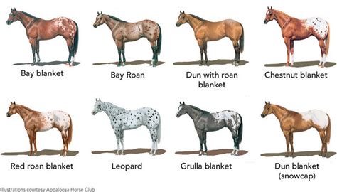 Spotting patterns in Appaloosas | Appaloosa horses