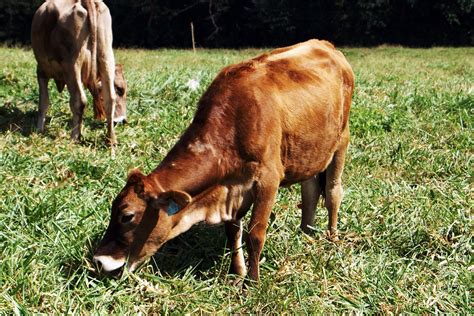 Free Cow Eating Stock Photo - FreeImages.com