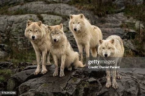 91 Arctic Wolf Pack Stock Photos, High-Res Pictures, and Images - Getty Images